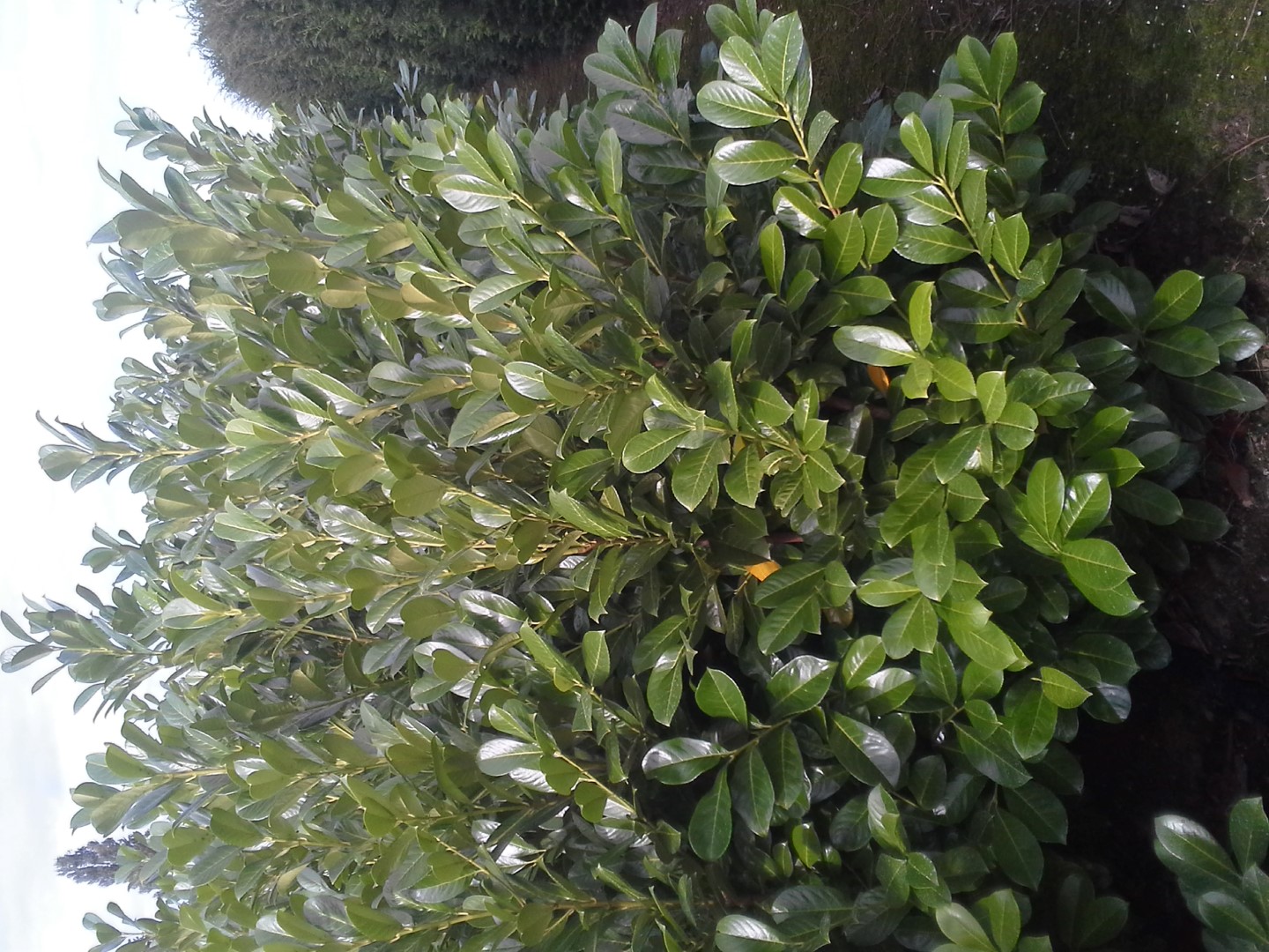 Foto van Prunus laurocerasus 'Rotundifolia'