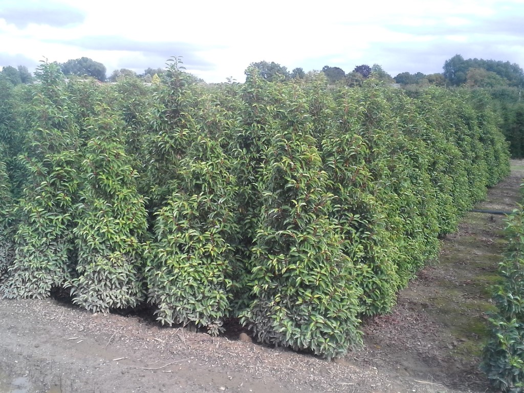 Prunus lusitanica 'Angustifolia' 1