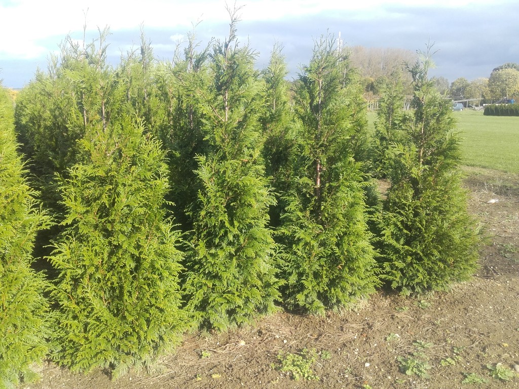Thuja plic. 'Martin' 1
