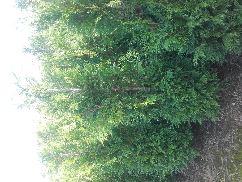 Thuja plic. 'Martin' 2