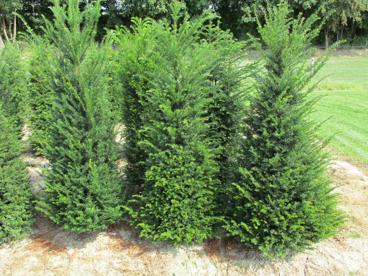 Taxus baccata 2