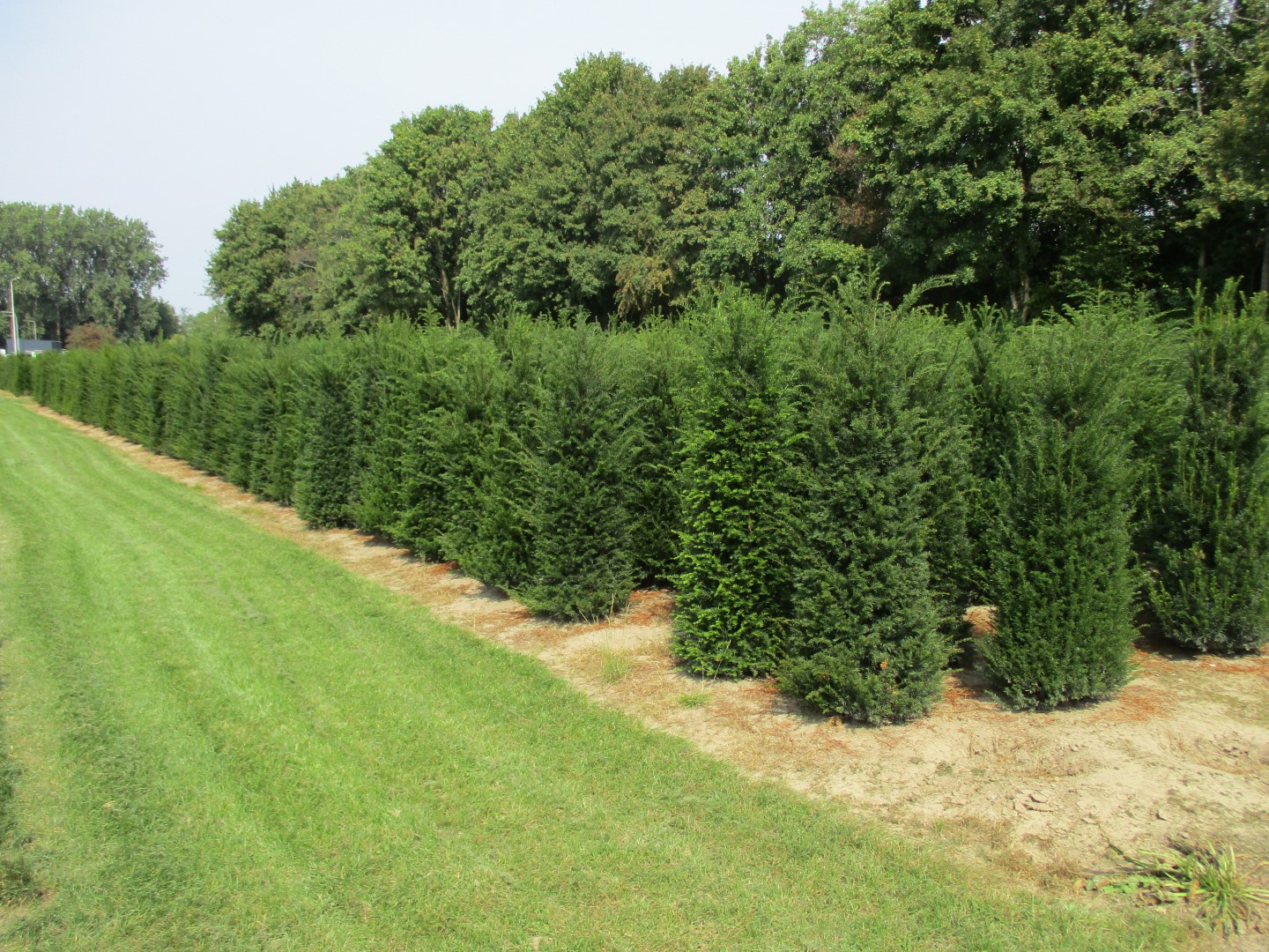 Taxus baccata 3